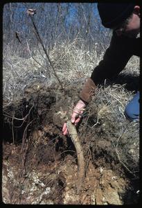 Root of Silphium laciniatum with Wayne Pauly
