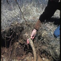 Root of Silphium laciniatum with Wayne Pauly