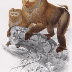 Climbing Macaque Print
