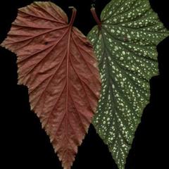 Begonia leaf