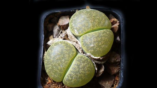 Succulent leaves of living stone, Lithops
