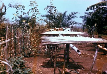 Cassava (Manioc) Drying on Racks