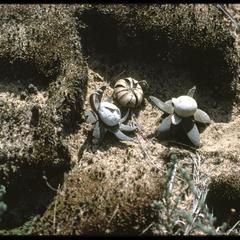 Earthstars - open and closed, Blue River State Scientific Area