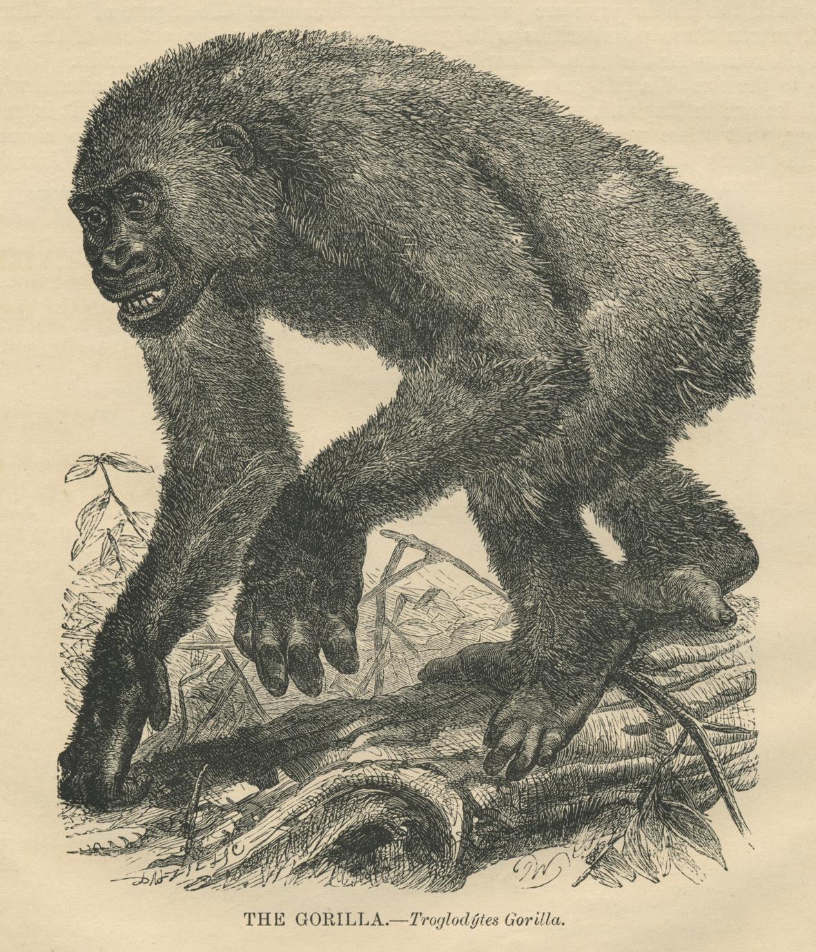 Gorilla Skeleton Print - UWDC - UW-Madison Libraries