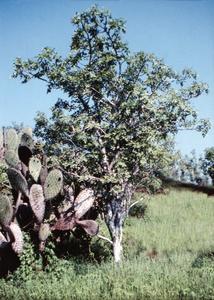 Prickly Pear Cactus (Opuntia helleri) and Incense Tree (Bursera graveolens) - Warm Season