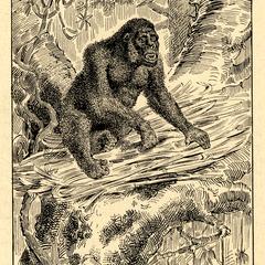 Fig. 7--Gorille