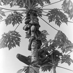 Boy Playing in Papaya Tree