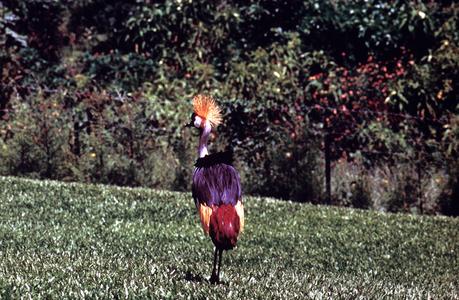 Crowned  or Crested Crane, the National Bird of Uganda
