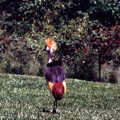 Crowned  or Crested Crane, the National Bird of Uganda