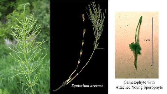 Composite of Equisetum arvense : vegetative shoot, fertile and vegetative shoots, and, gametophyte with young sporophyte