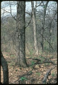 Black and white oaks in spring in Noe Woods, University of Wisconsin–Madison Arboretum