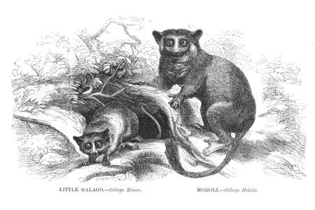 Little Galago and Moholi