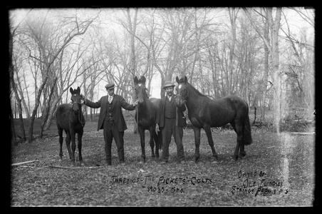 Three of " the Pickets" colts owned by Ole Flingson