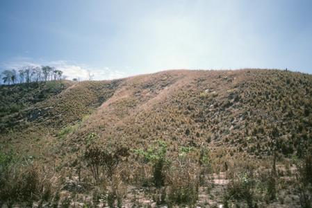 Deforestation and planted Hyparrhenia grass