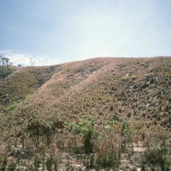 Deforestation and planted Hyparrhenia grass