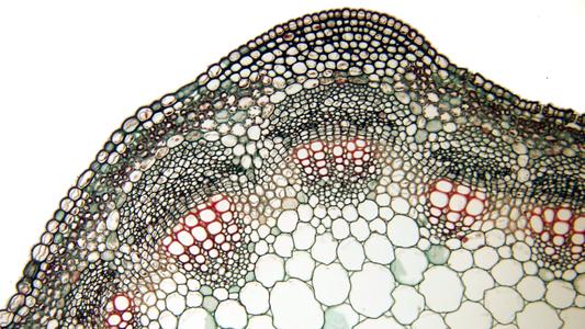 Cross section of Medicago stem with well developed cambium