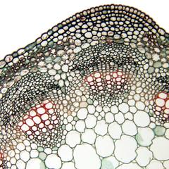 Cross section of Medicago stem with well developed cambium