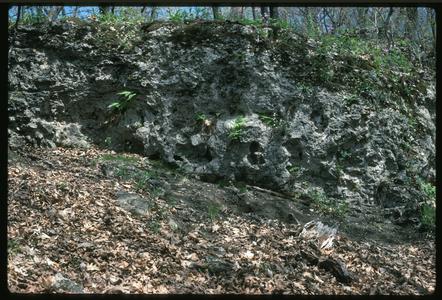 Dry cliff plants, Wyalusing State Park