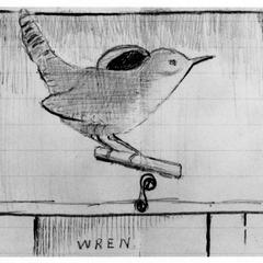 "Wren," original drawing of house wren by young AL, ca. 1900