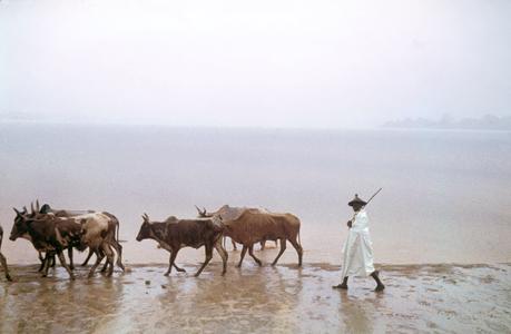 Cattle from the Sahel Arrive in Abidjan