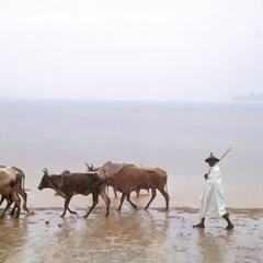 Cattle from the Sahel Arrive in Abidjan