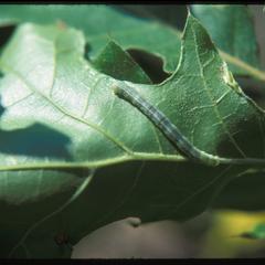 Insect larva on oak leaf, Grady Oak Savanna, University of Wisconsin Arboretum