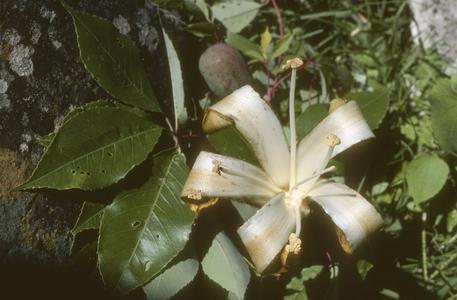 Flower of a species of Ceiba