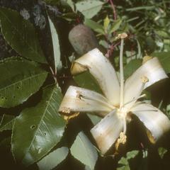 Flower of a species of Ceiba