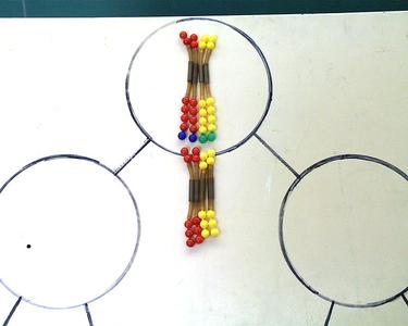 Pop beads on a meiotic diagram modeling prophase I