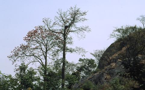 Trees in Ogidi