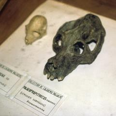 Palaeopropithecus  maximus
