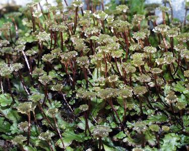 Marchantia - male plants with antheridiophores