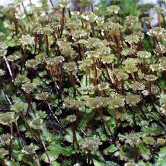 Marchantia - male plants with antheridiophores