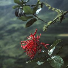 Embotryum grandiflorum (Proteaceae)