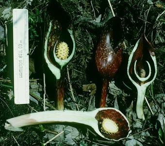 Dissected inflorescence of Skunk cabbage