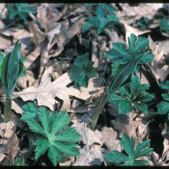 Geranium leaves and new shoots of Smilacina in Noe Woods, University of Wisconsin–Madison Arboretum