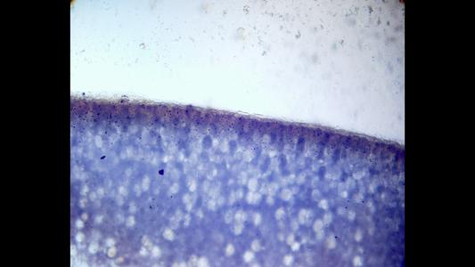 View of peanut tissue stained with iodine revealing starch grains