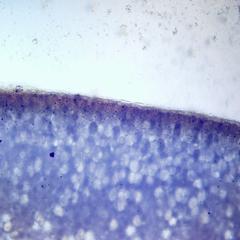 View of peanut tissue stained with iodine revealing starch grains