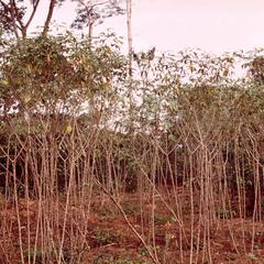 Field of Cassava (Manioc)