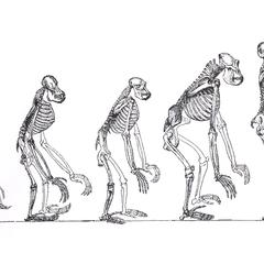 Great Apes Skeletons Print
