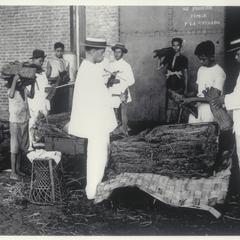 Selecting tobacco leaves, Manila, 1920-1930