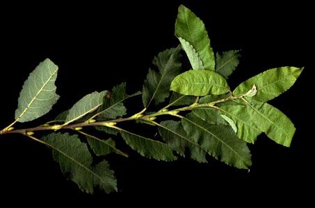 Leafy branch of Salix bebbiana