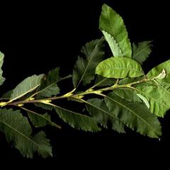 Leafy branch of Salix bebbiana