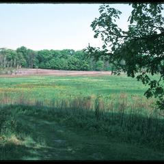View of Greene Prairie with "lake" of lupines, University of Wisconsin Arboretum