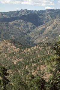 Pine forests, Las Vigas Pass