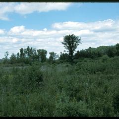 View of Wingra Fen, University of Wisconsin Arboretum