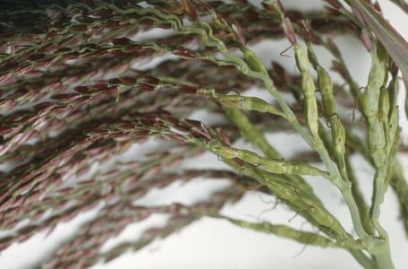 Close-up of Tripsacum maizar grass inflorescence