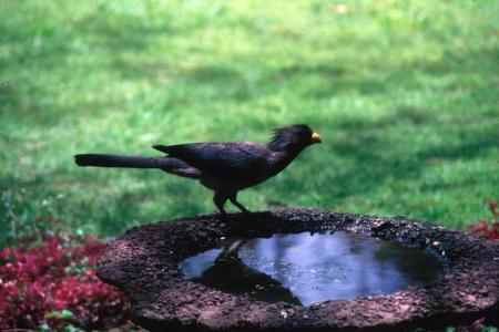 Gray Plantain-Eater at Birdbath