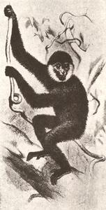 White-cheeked Gibbon (Hylobates leucogenys)