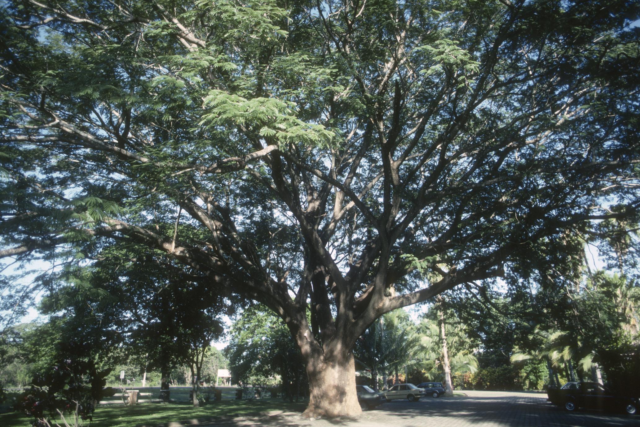 Gigantic tree (rain tree, Samanea saman?"), Liberia